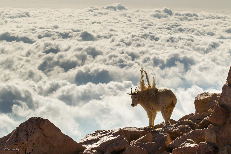 Illustration for article titled The Competition Is Fierce For This Year's Best Wildlife Photographer